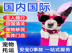青岛航空快运国际宠物托运 【国